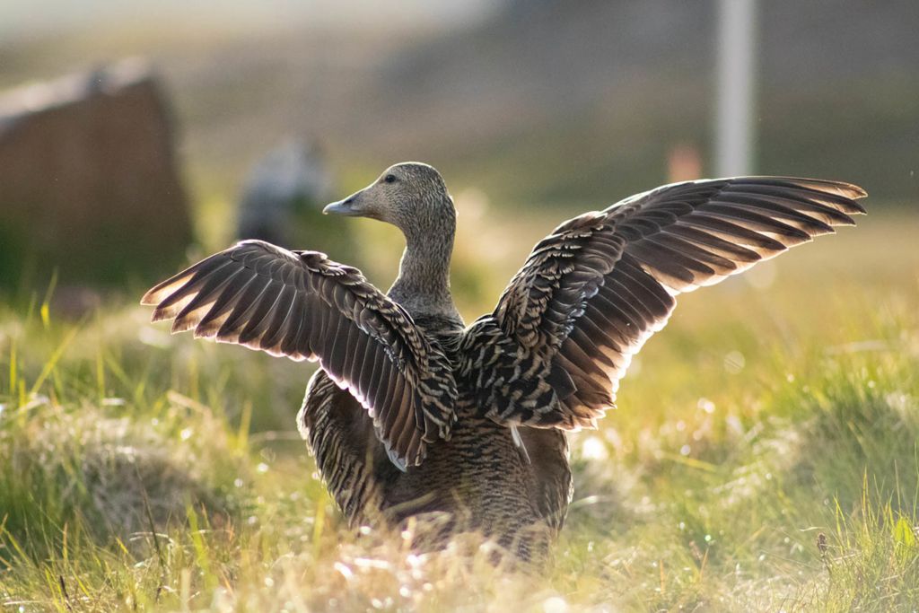 Eider duck